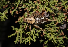 Aglaothorax ovata