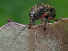 Dodecastichus geniculatus