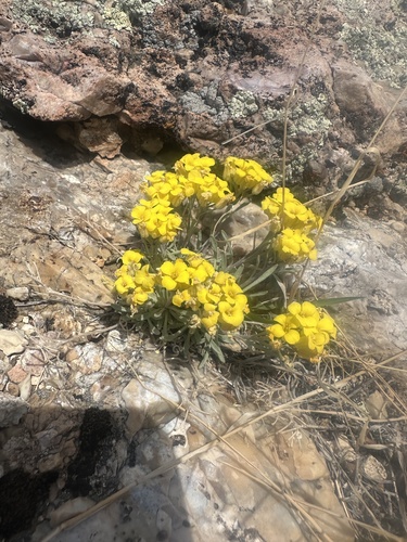 mid-bladderpod (Physaria intermedia)