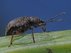 Dodecastichus geniculatus