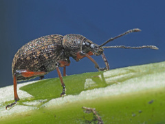 Dodecastichus geniculatus