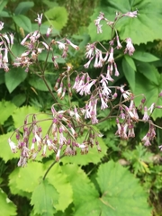 Adenostyles alliariae