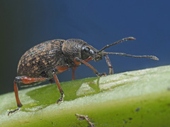 Dodecastichus geniculatus