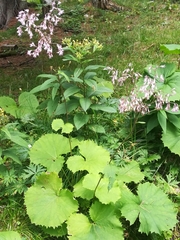 Adenostyles alliariae