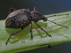Dodecastichus geniculatus