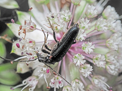 Anogcodes fulvicollis