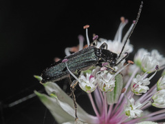 Anogcodes fulvicollis