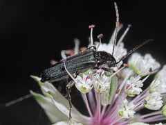 Anogcodes fulvicollis