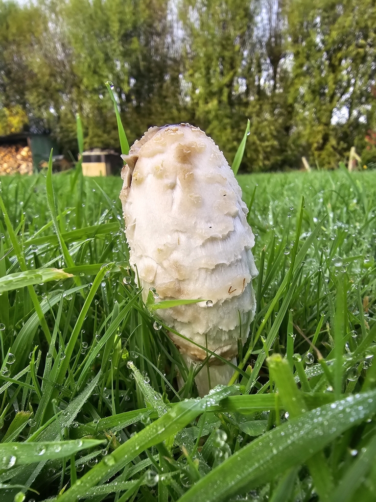 Coprinus comatus · April 2025 · photo: © xmahliax (iNaturalist, cc-by-nc)