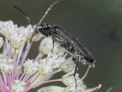 Anogcodes fulvicollis
