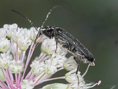 Anogcodes fulvicollis