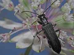 Anogcodes fulvicollis