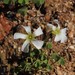 White Woolly Sorrel - Photo (c) Tony Rebelo, some rights reserved (CC BY-SA), uploaded by Tony Rebelo