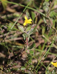 Osteospermum ciliatum