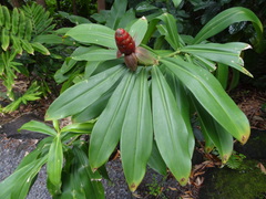 Costus spicatus