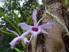 Dendrobium anosmum