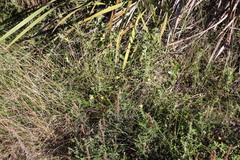 Osteospermum ciliatum