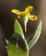 Osteospermum ciliatum