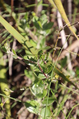 Osteospermum ciliatum