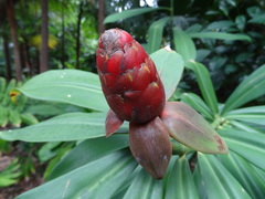 Costus spicatus