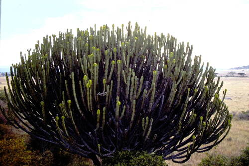 Euphorbia ingens