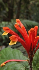 Scutellaria costaricana, photograph author not stated, no rights reserved