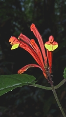 Scutellaria costaricana, photograph author not stated, no rights reserved