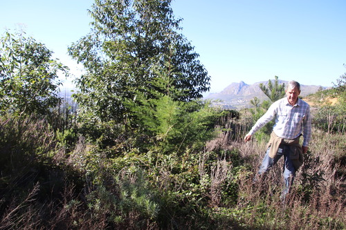 Cedar-of-Goa (Hesperocyparis lusitanica)