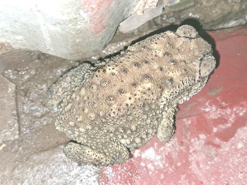 Asian Common Toad