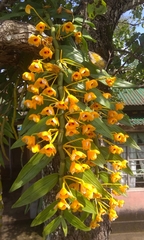 Dendrobium chrysanthum