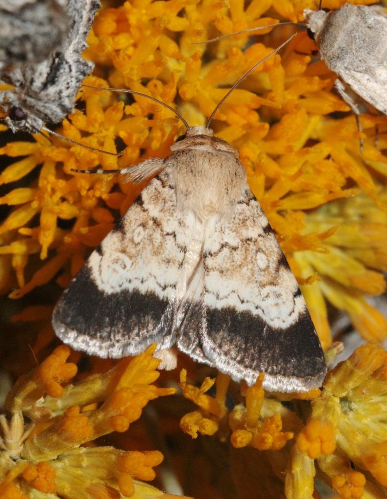 Sympistis deceptiva