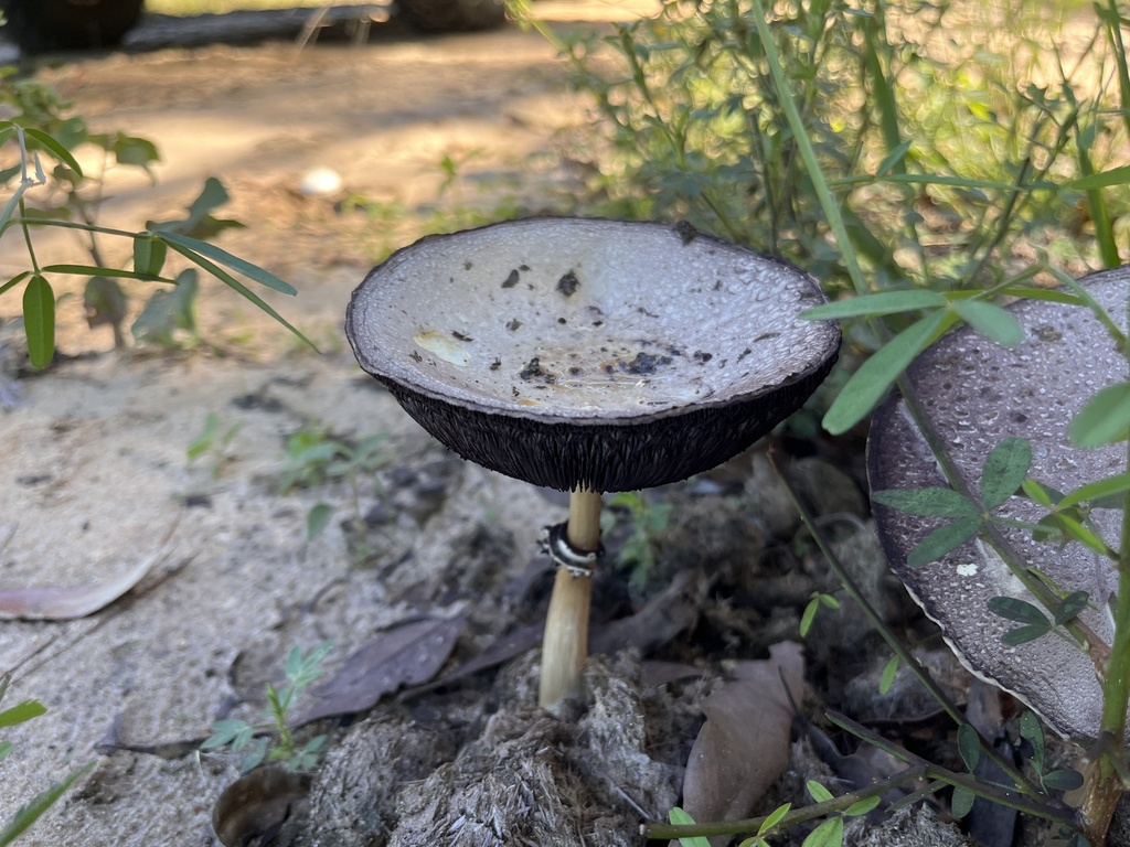 Stropharia rugosoannulata · April 2025 · photo: © maxtweddell (iNaturalist, cc0)
