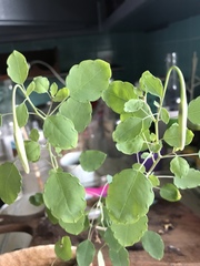Porophyllum ruderale macrocephalum