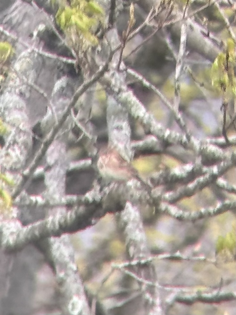 Eastern Vesper Sparrow