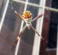 Argiope argentata