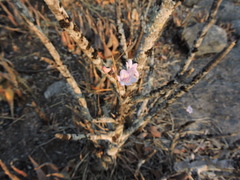 Polystachya dendrobiiflora image