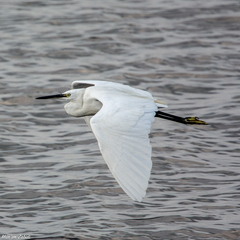 Egretta garzetta