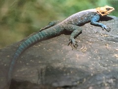 Agama lionotus