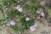 Aster altaicus canescens - Photo (c) Tamsin Carlisle, some rights reserved (CC BY-NC-SA)