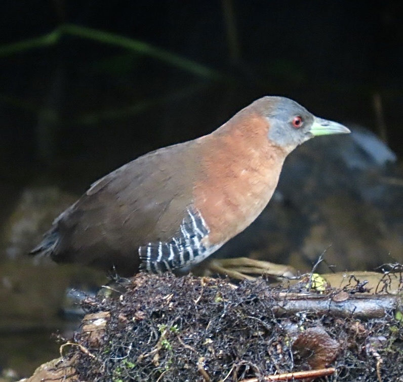 White-throated Crake (Laterallus albigularis), photo 8