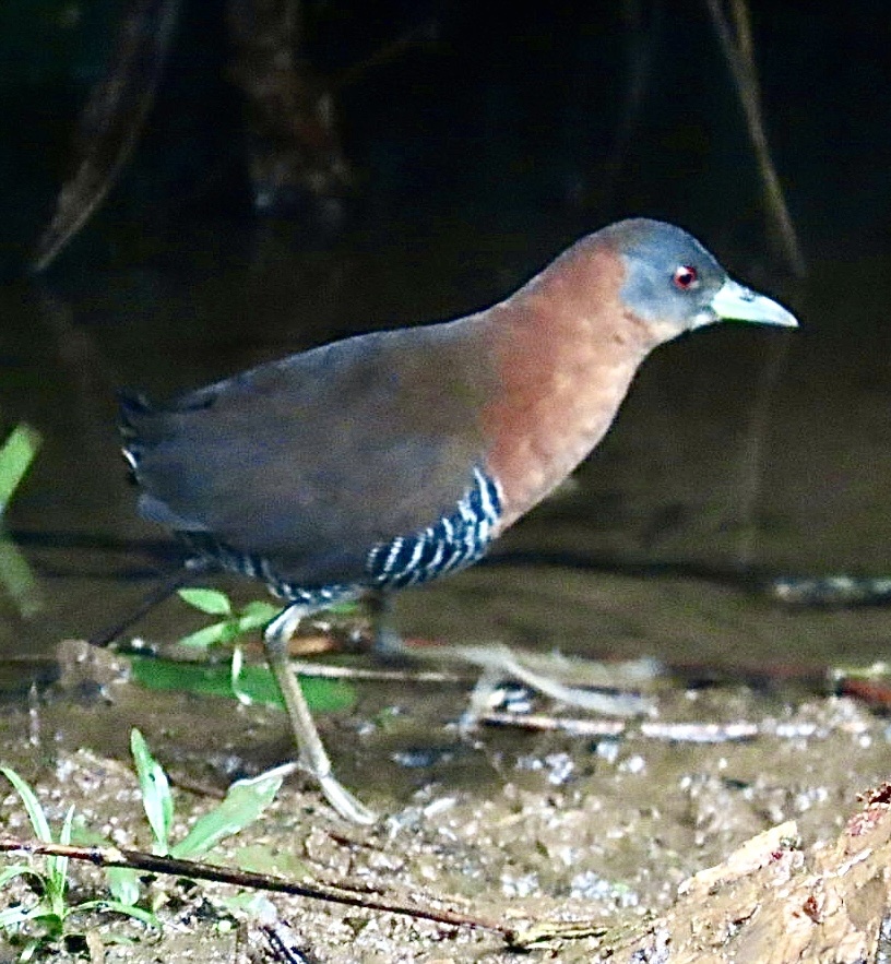 White-throated Crake (Laterallus albigularis), photo 6