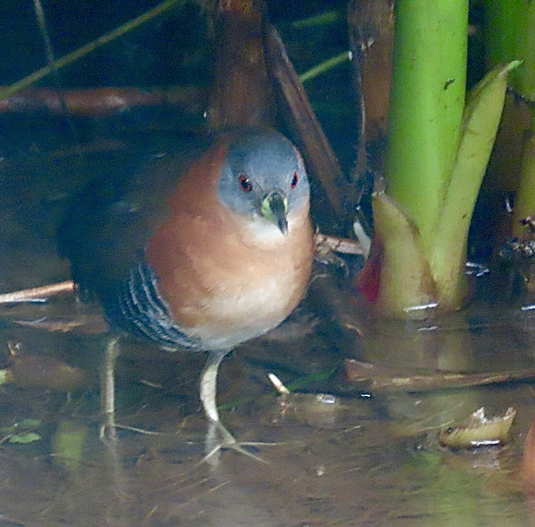 White-throated Crake (Laterallus albigularis), photo 7