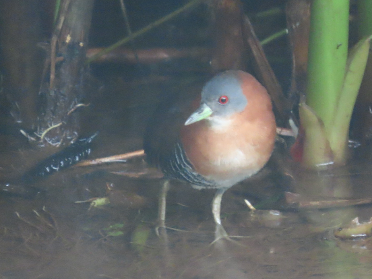 White-throated Crake (Laterallus albigularis), photo 9