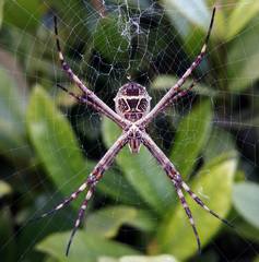 Argiope argentata