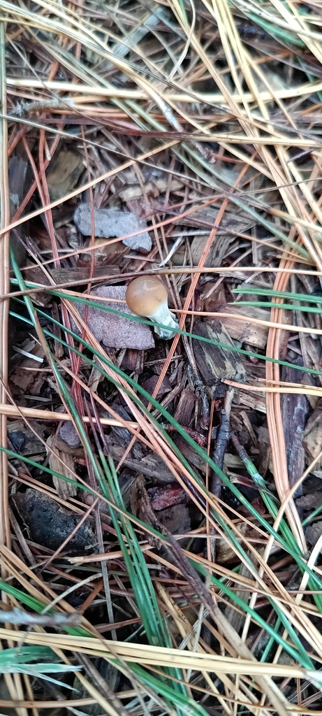 Psilocybe subaeruginosa · April 2025 · photo: © ekojeo (iNaturalist, cc-by)
