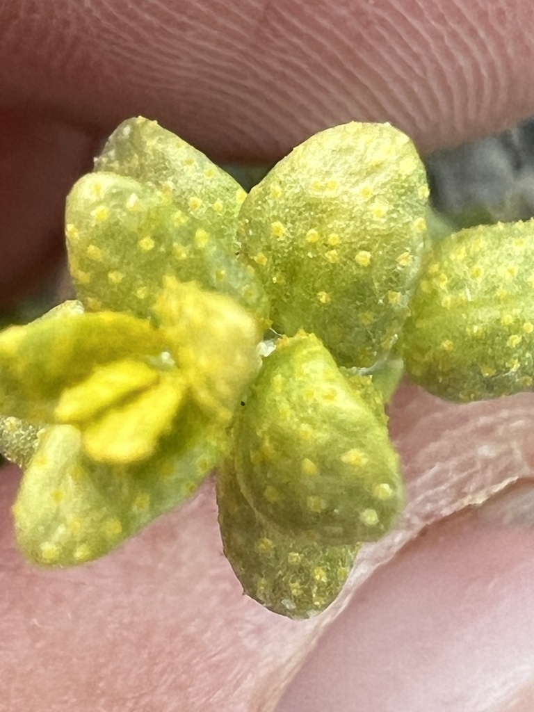 Mustard Flower Rust from E Magic Reservoir Rd, Bellevue, ID, US on ...