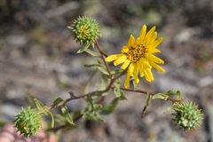 Grindelia stricta angustifolia
