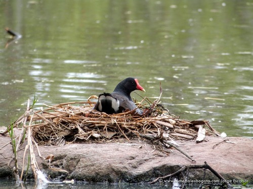Common Gallinule, photo 6 of 8