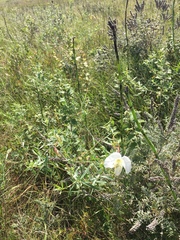 Oenothera nuttallii