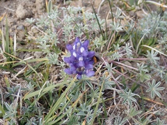 Lupinus lepidus lobbii